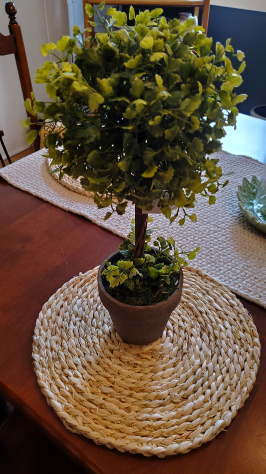Maiden Hair Fern Topiary
