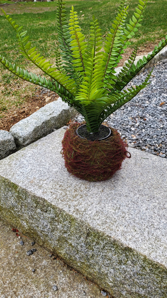 Nested Boston Fern